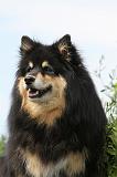 CHIEN FINNOIS DE LAPONIE 692